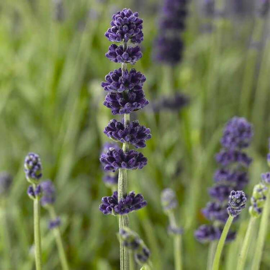 AROMATICO BLUE IMP LAVENDER 1gal