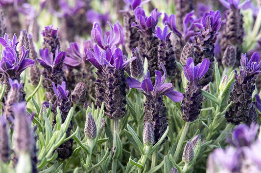 PURPLE FLARE LAVENDER 1gal