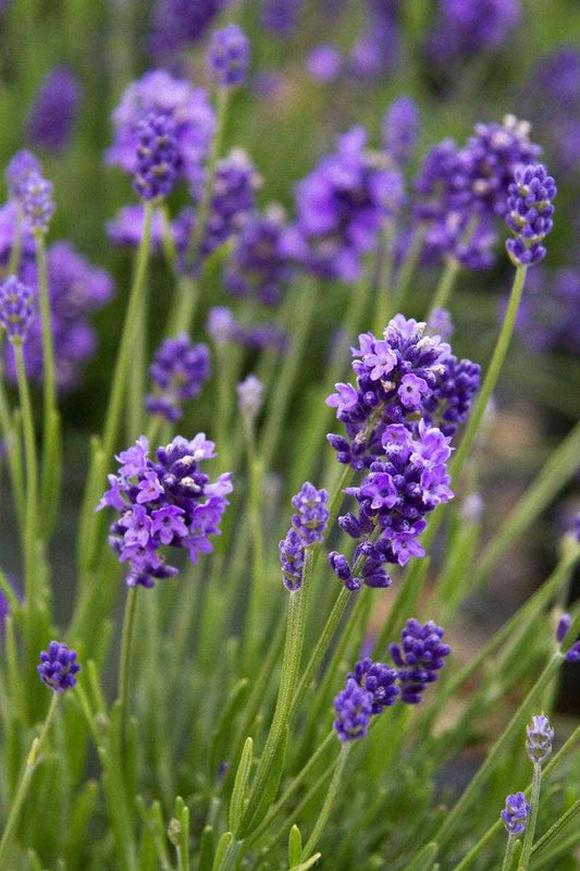 THUMBELINA LEIGH LAVENDER 1gal