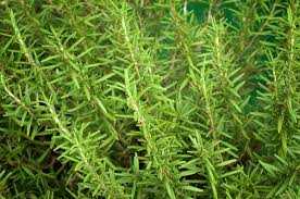 BBQ ROSEMARY L1