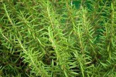 BBQ ROSEMARY 1gal