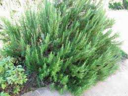 HILL HARDY ROSEMARY 1gal