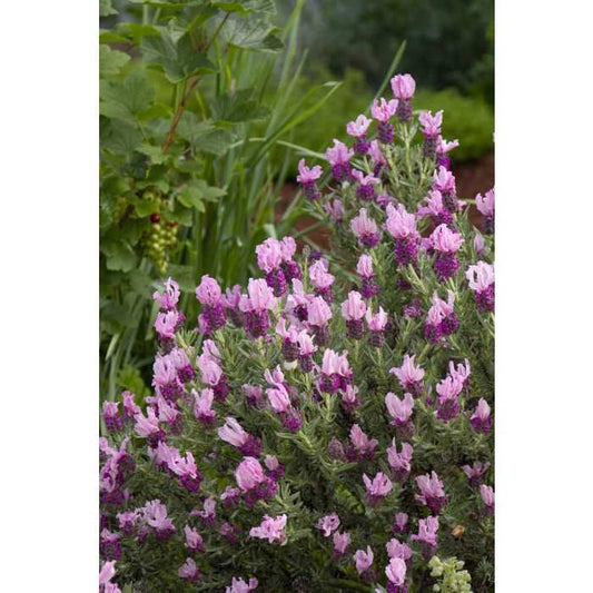 JAVELIN FORT DEEP ROSE LAVENDER 1gal
