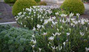 JAVELIN FORT WHITE LAVENDER 2gal