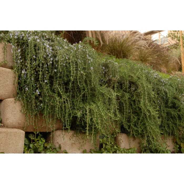 CREEPING ROSEMARY 3-5gal