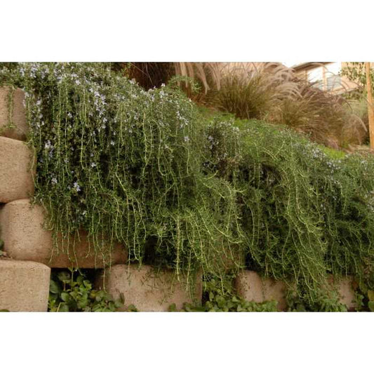 CREEPING ROSEMARY 3-5gal
