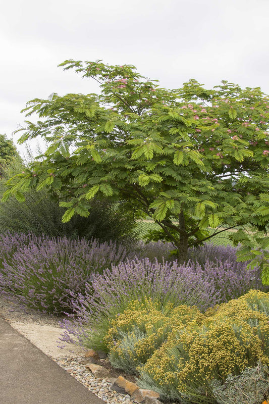 PROVENCE LAVENDER 1gal