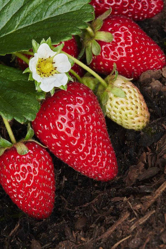 EVERSWEET STRAWBERRY 1gal