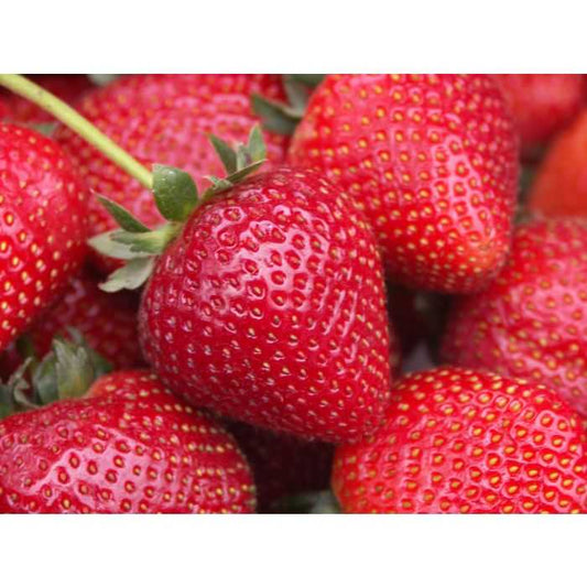 SEASCAPE STRAWBERRY 1gal