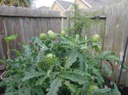 GREEN GLOBE ARTICHOKE 2gal