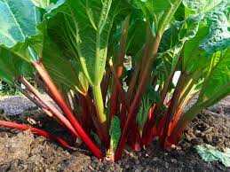 VICTORIA RHUBARB 3gal