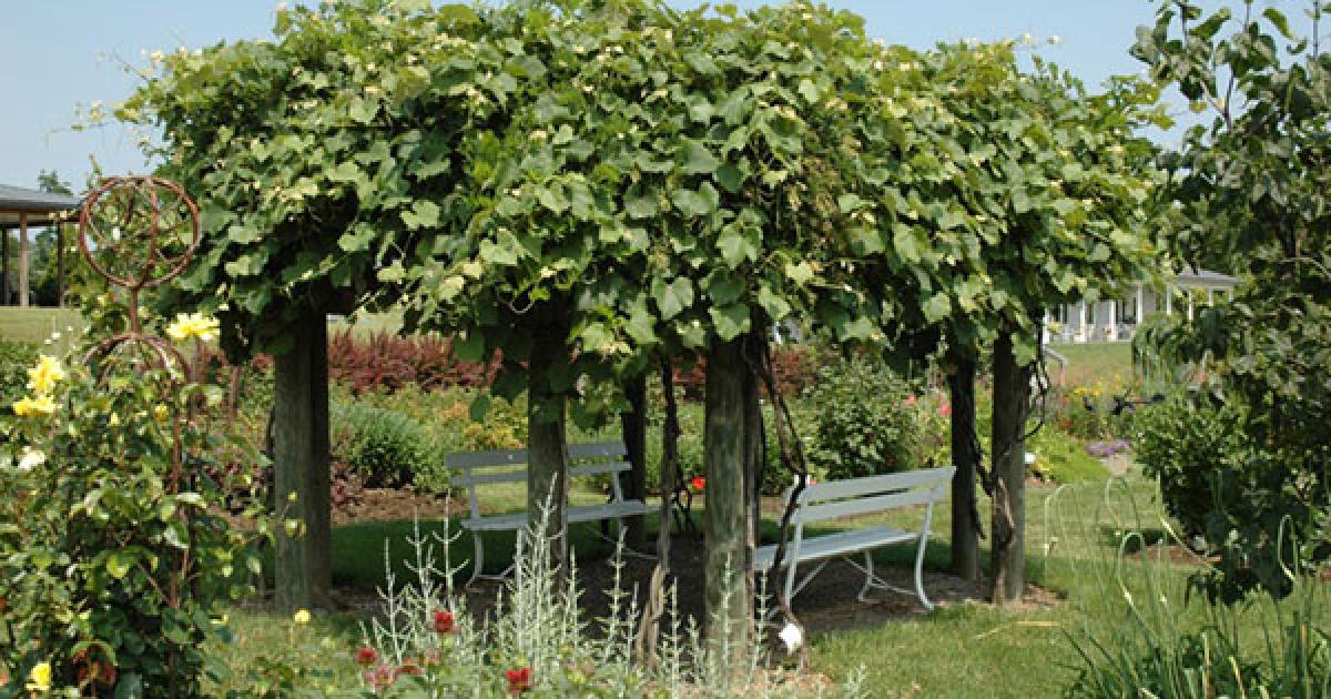 CATAWBA GRAPE 2gal