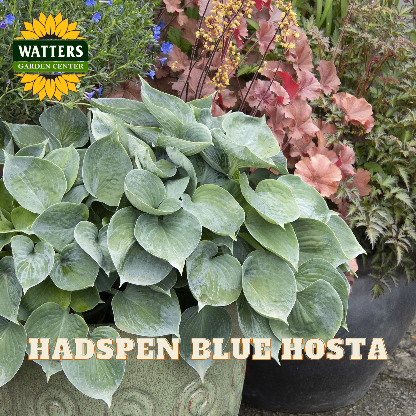 Potted plant labeled 'Hadspen Blue Hosta' with Watters Garden Center branding.