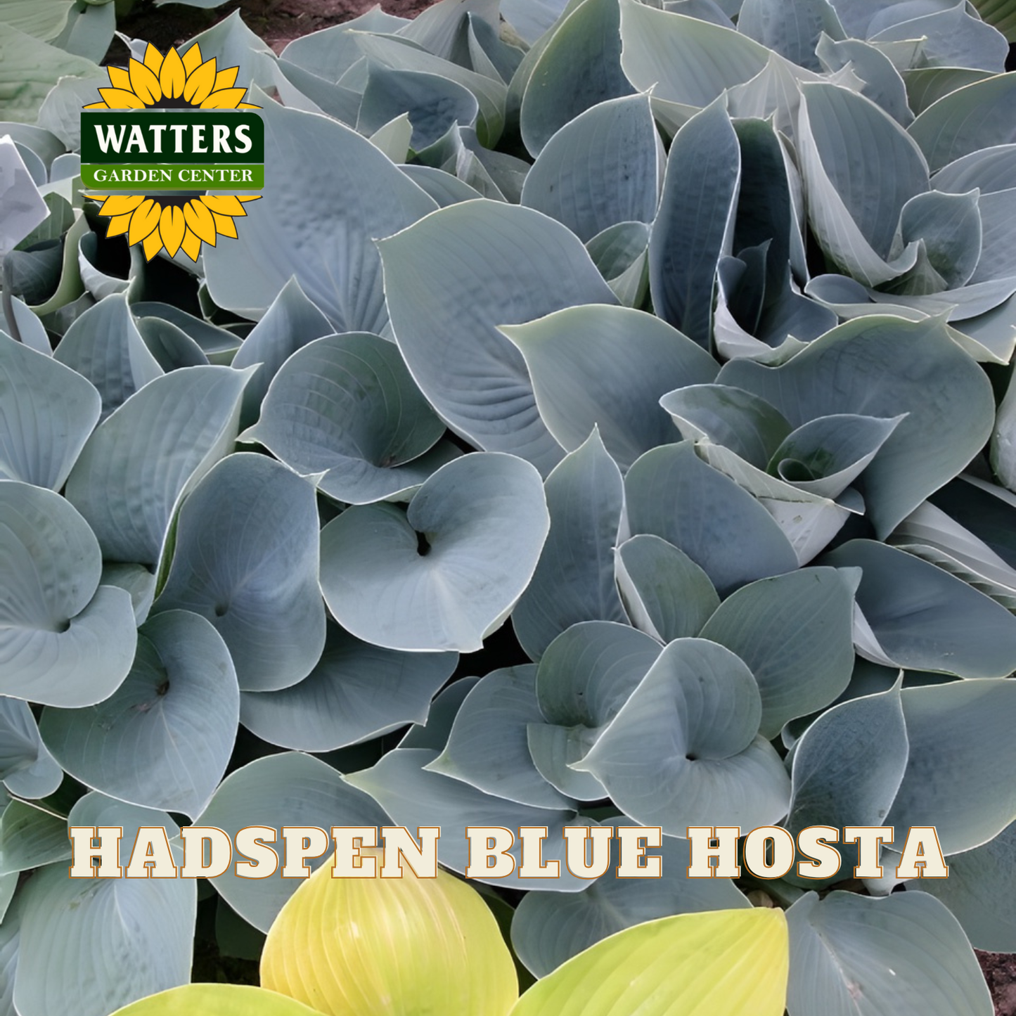 Close-up of Hadspen Blue Hosta with Watters Garden Center logo.