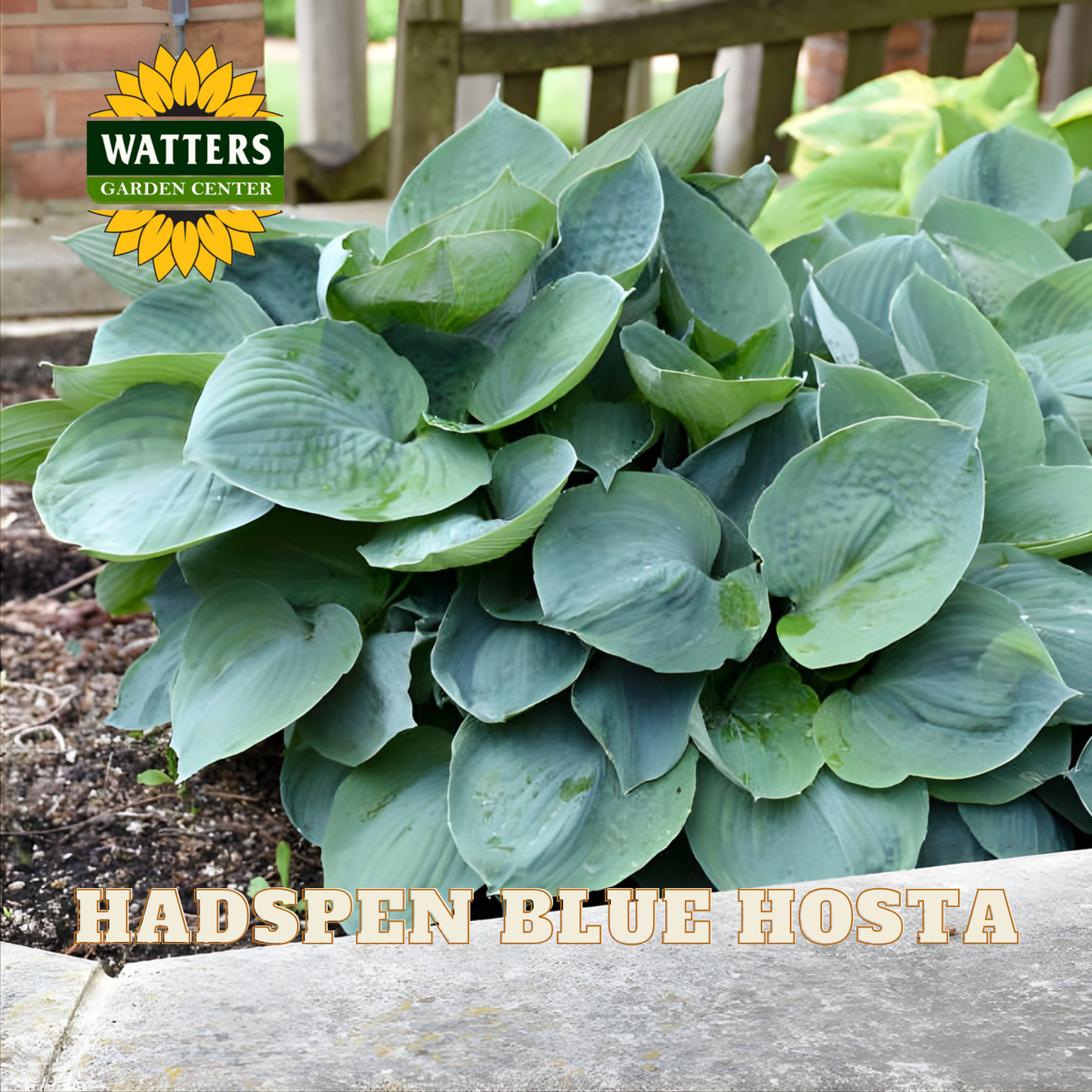 Hadspen Blue Hosta plant with Watters Garden Center logo in the background
