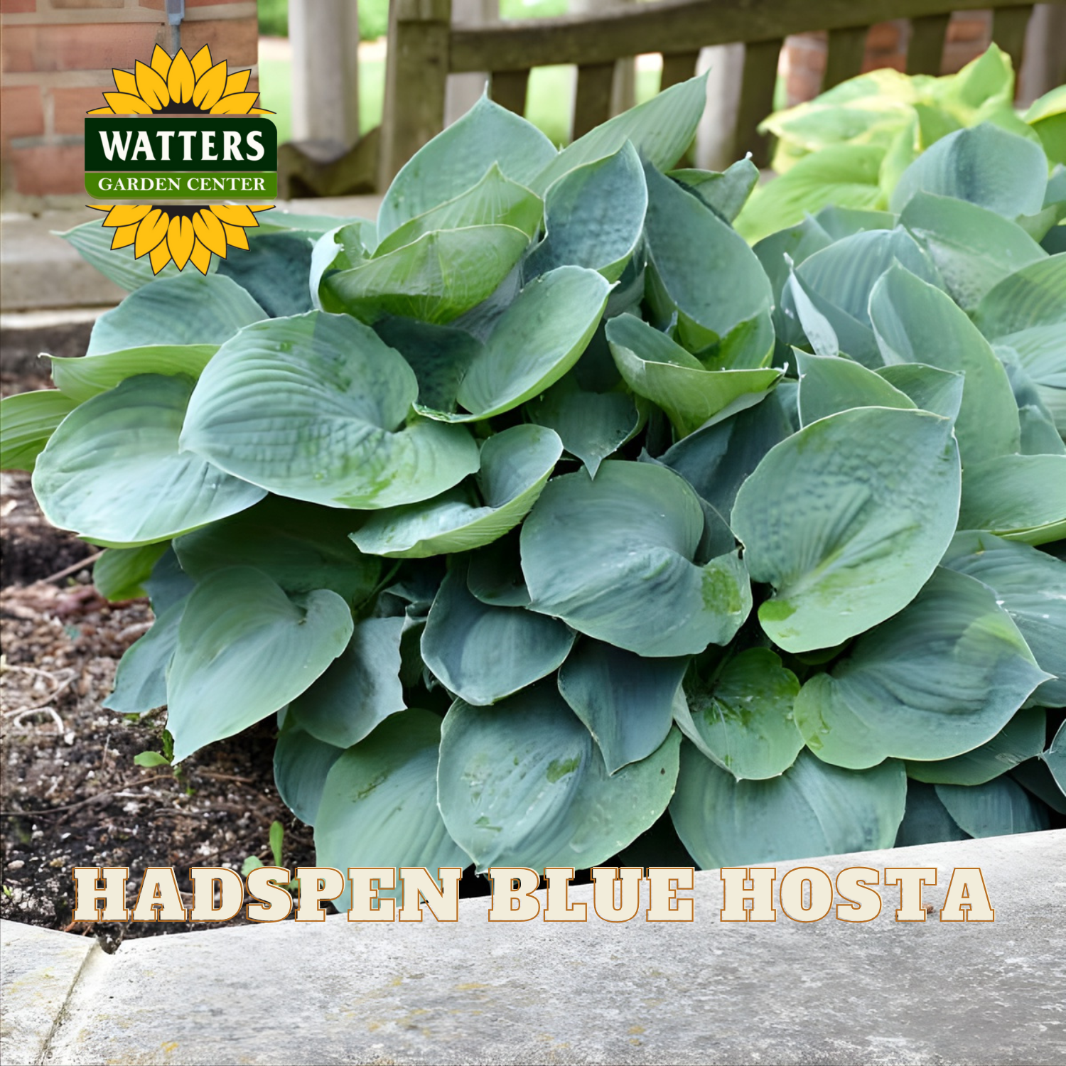 Hadspen Blue Hosta plant with Watters Garden Center logo in the background