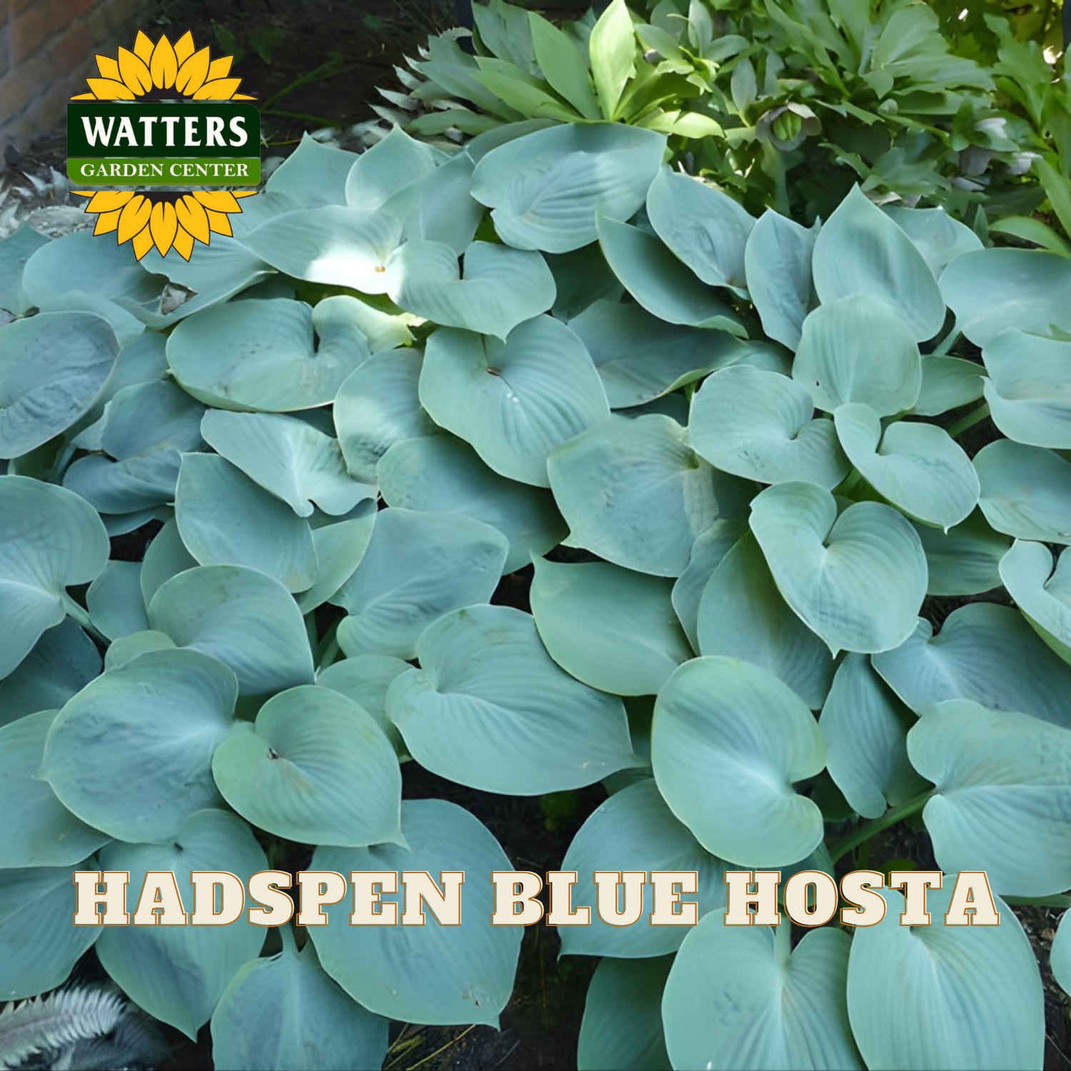 Blue hosta plant with Watters Garden Center logo in the corner