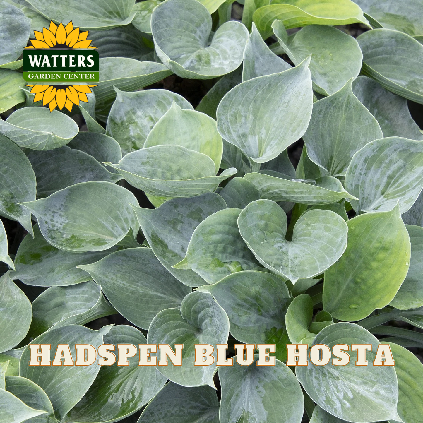 Close-up of Hadspen Blue Hosta plants with Watters Garden Center logo.