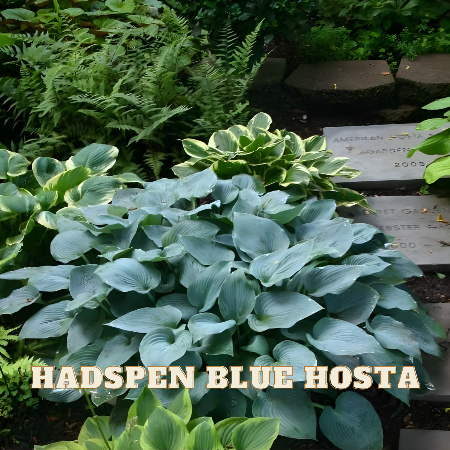 Blue hosta plant with green foliage in a garden setting