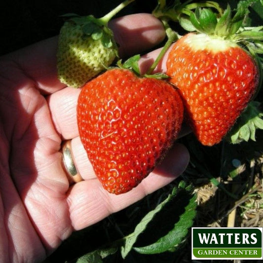 STRAWBERRY- 4in