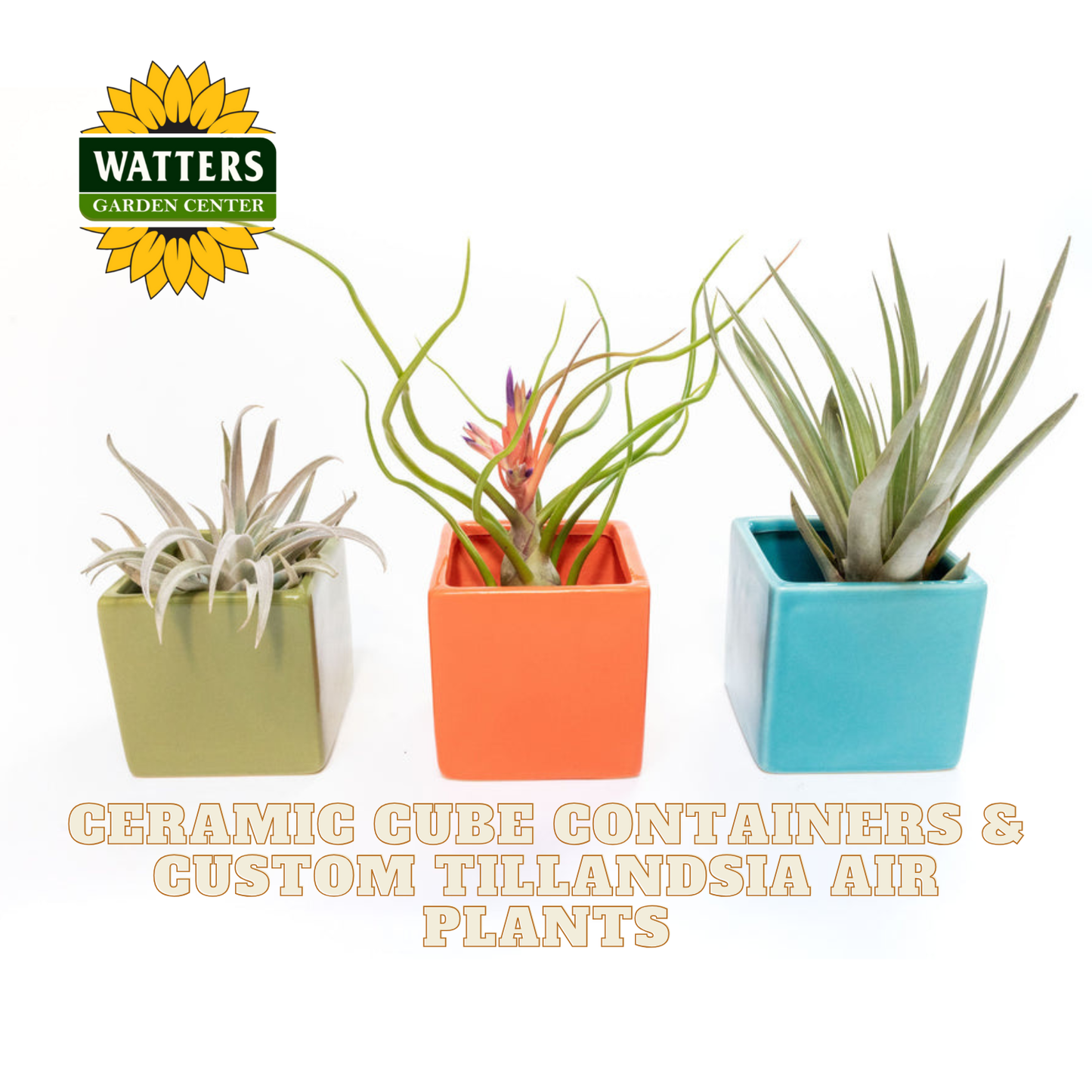 Ceramic Cube Containers & Custom Tillandsia Air Plants Set of 3  / Avocado Green + Sky Blue + Naranja Orange
