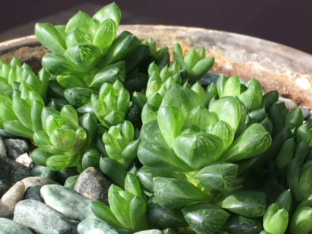 Haworthia Cymbiformis Var Obtusa