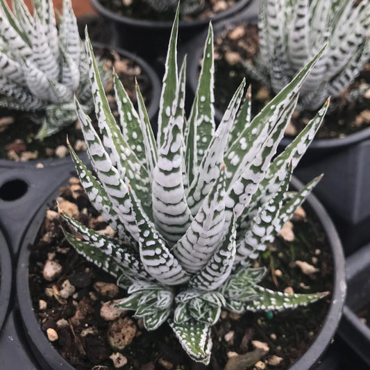 HAWORTHIA 4in