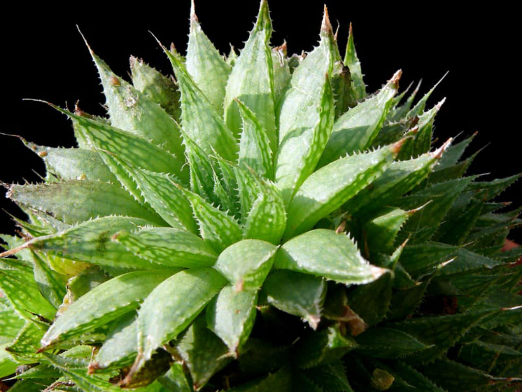 Haworthia Marumiana