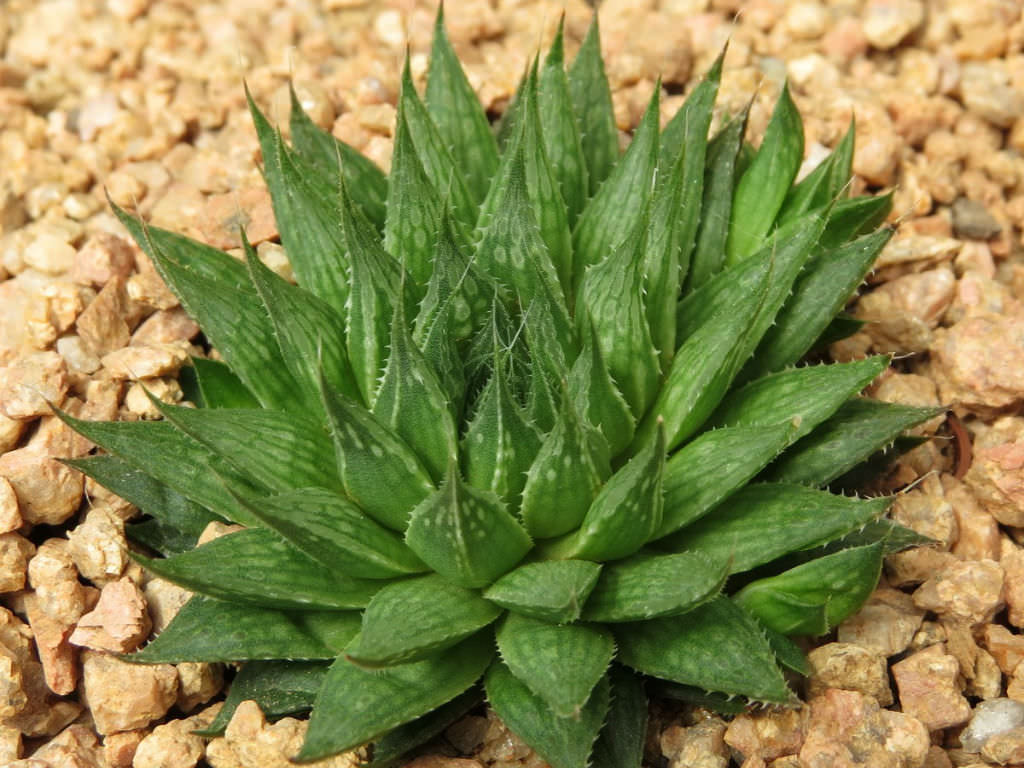 Haworthia Marumiana