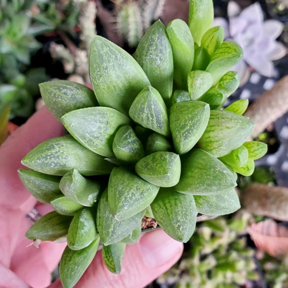 Haworthia Turgida