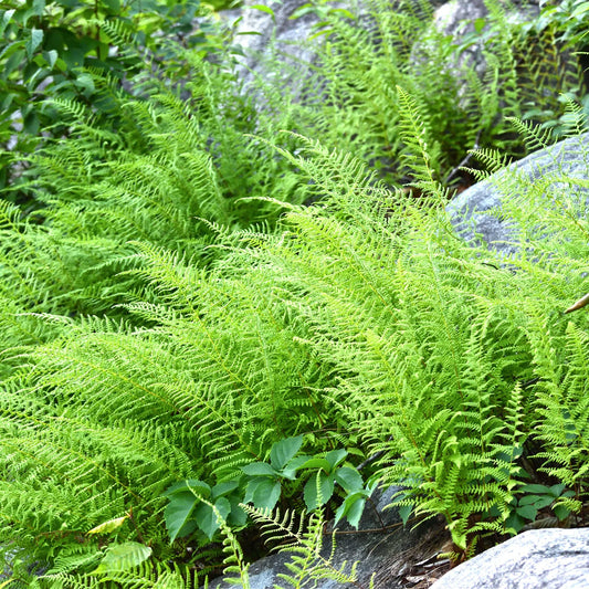 Hayscented Fern (Dennstaedtia 'Hayscented') - 1 gallon