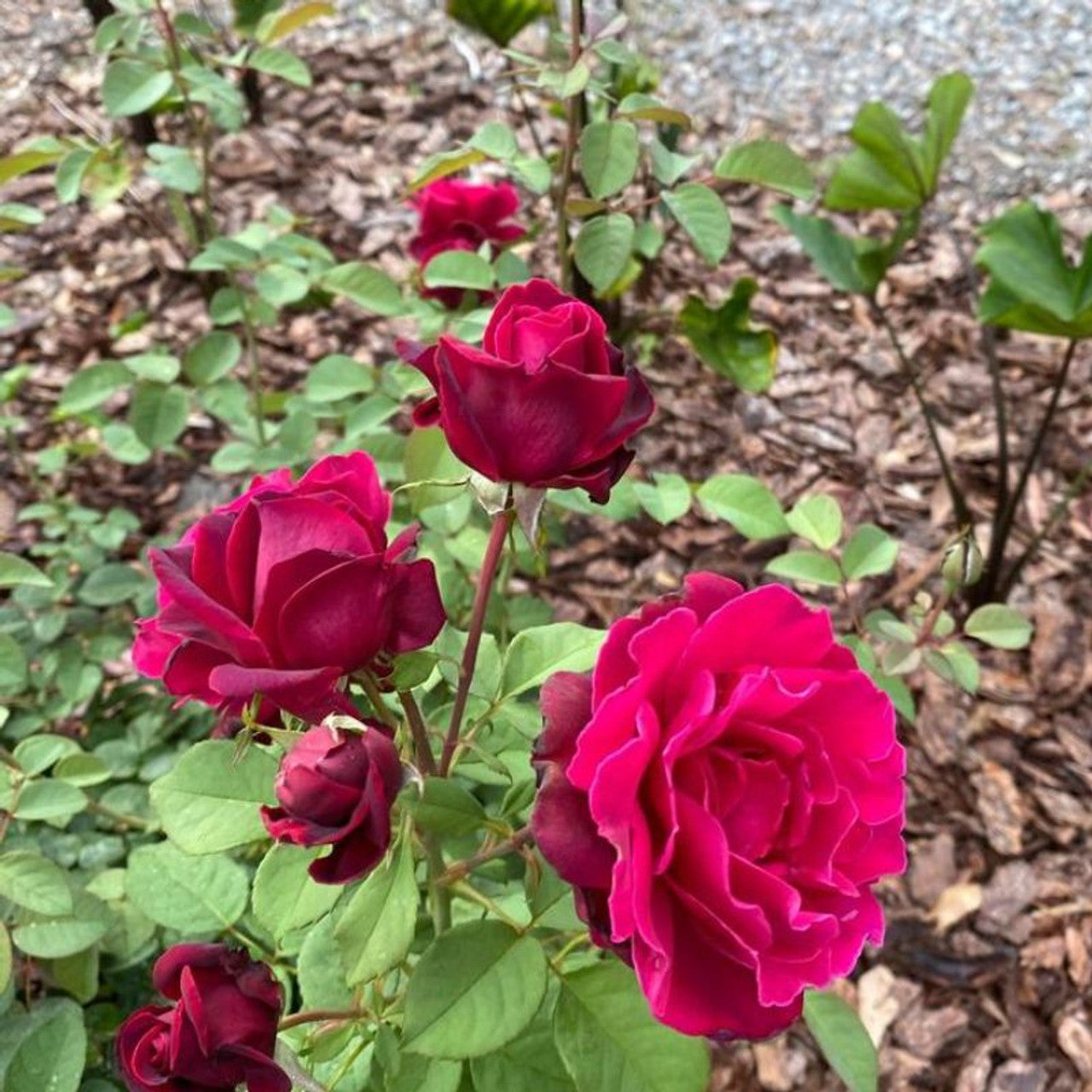 CRIMSON KNIGHT ROSE 2gal
