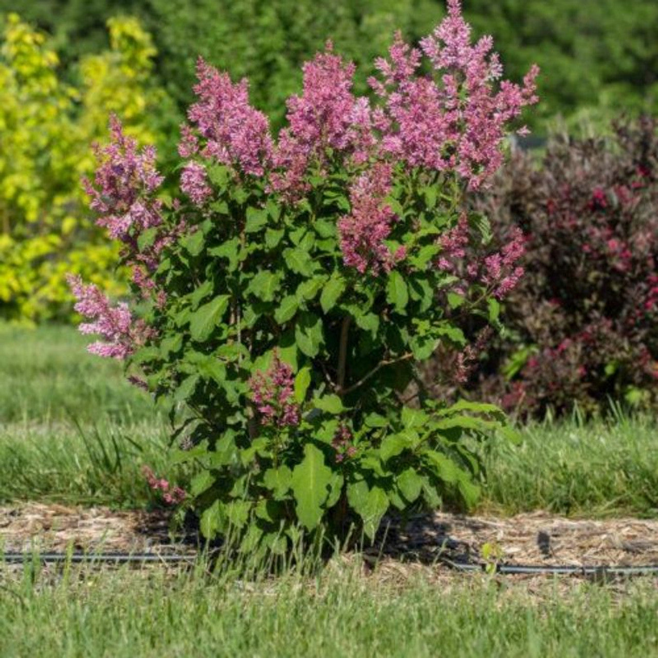 PINKTINI LILAC 3gal