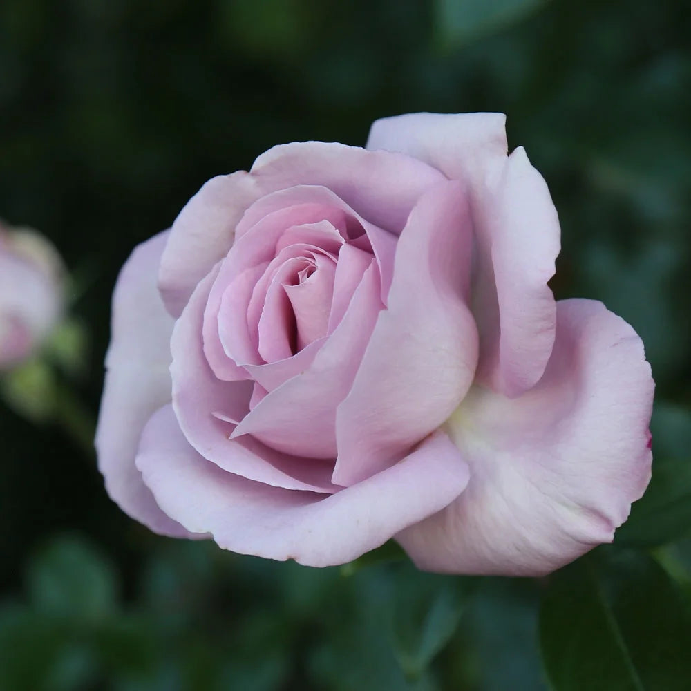 LE PETIT PRINCE ROSE 2gal