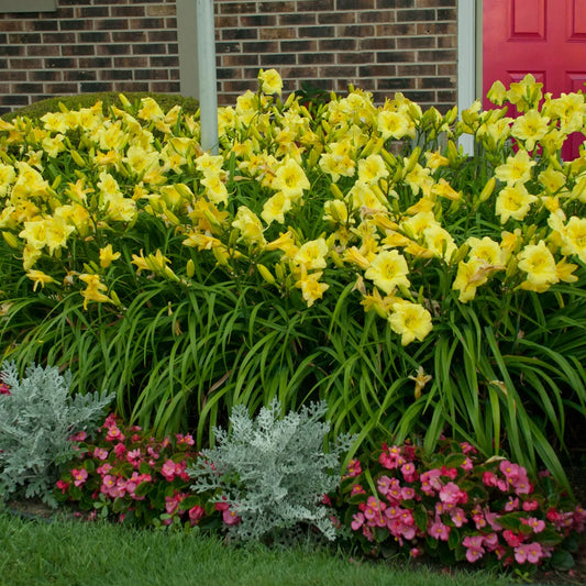 Rainbow Rhythm® 'Going Bananas' Daylily (HEMER GOING BANANAS) - 1 gallon
