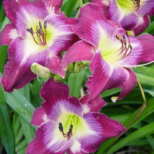 Daylily - Water Dragon