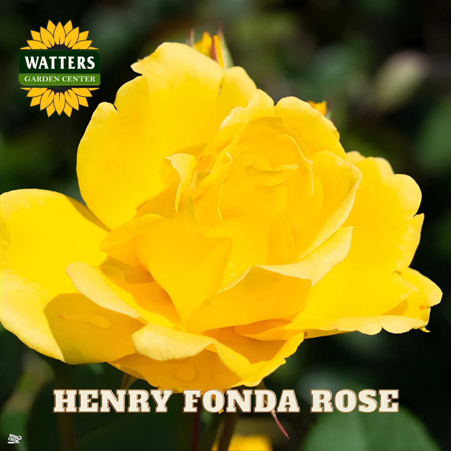 Yellow rose with 'Watters Garden Center' logo and 'Henry Fonda Rose' text.
