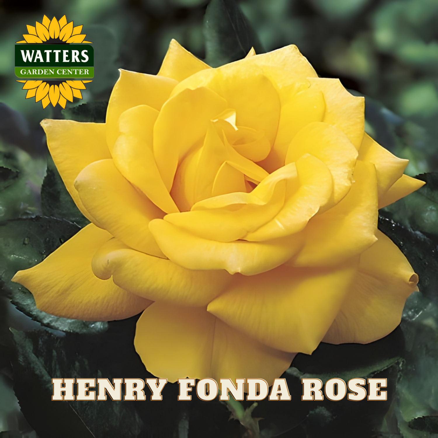 Yellow rose with 'Watters Garden Center' logo and 'Henry Fonda Rose' text.