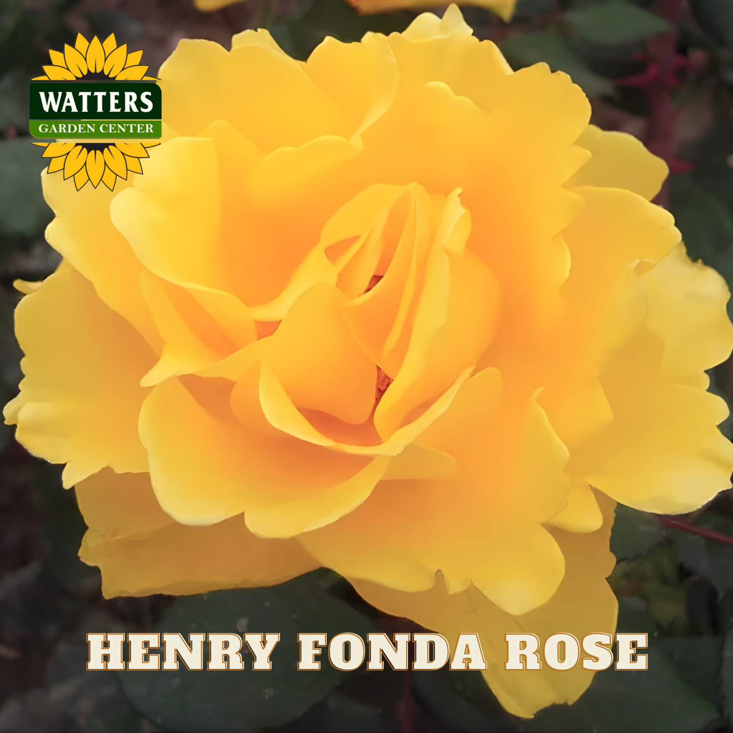 Yellow rose with 'Watters Garden Center' logo and 'Henry Fonda Rose' text.