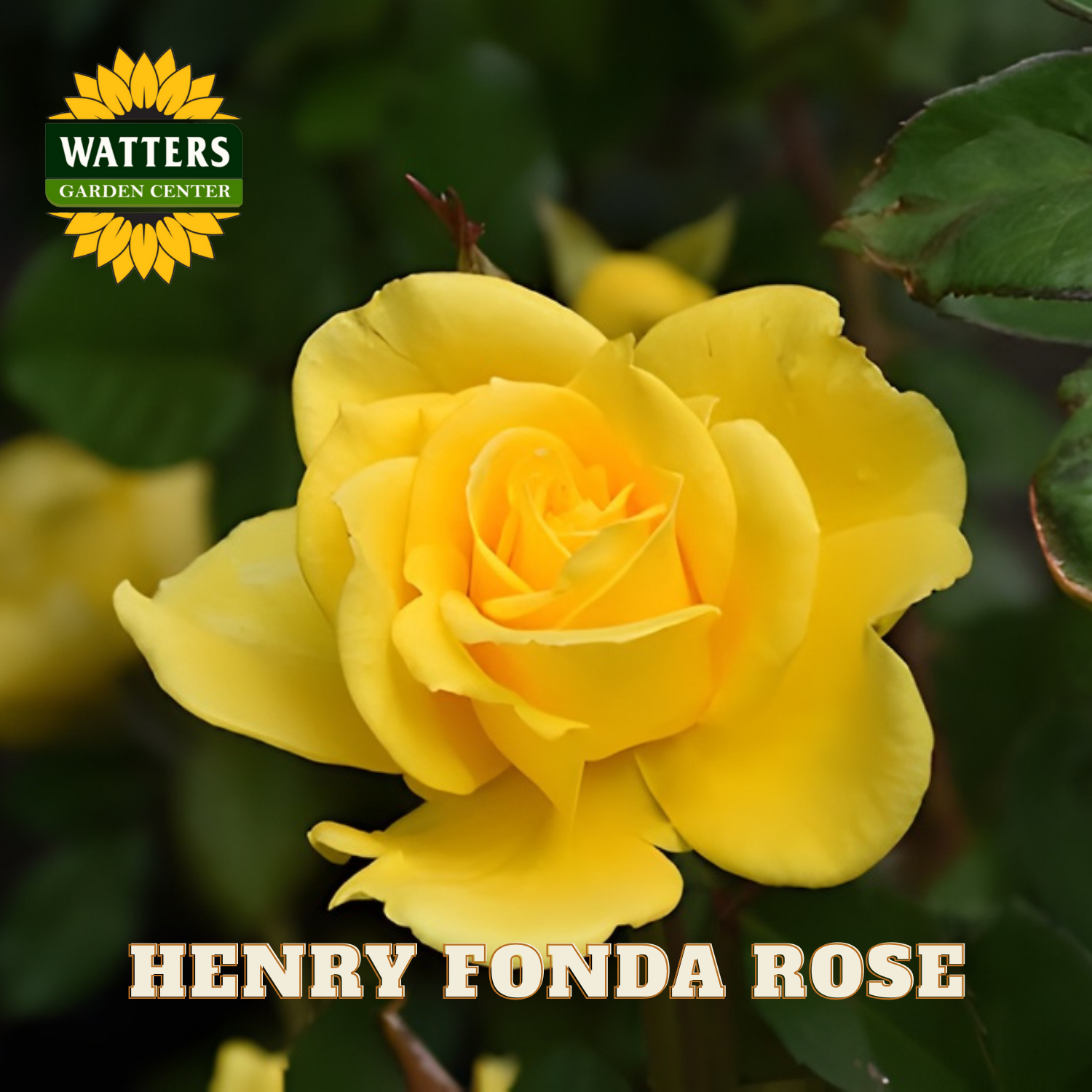 Yellow rose with 'Watters Garden Center' logo and 'Henry Fonda Rose' text.