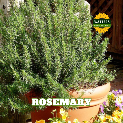 ASSORTED ROSEMARY 4in