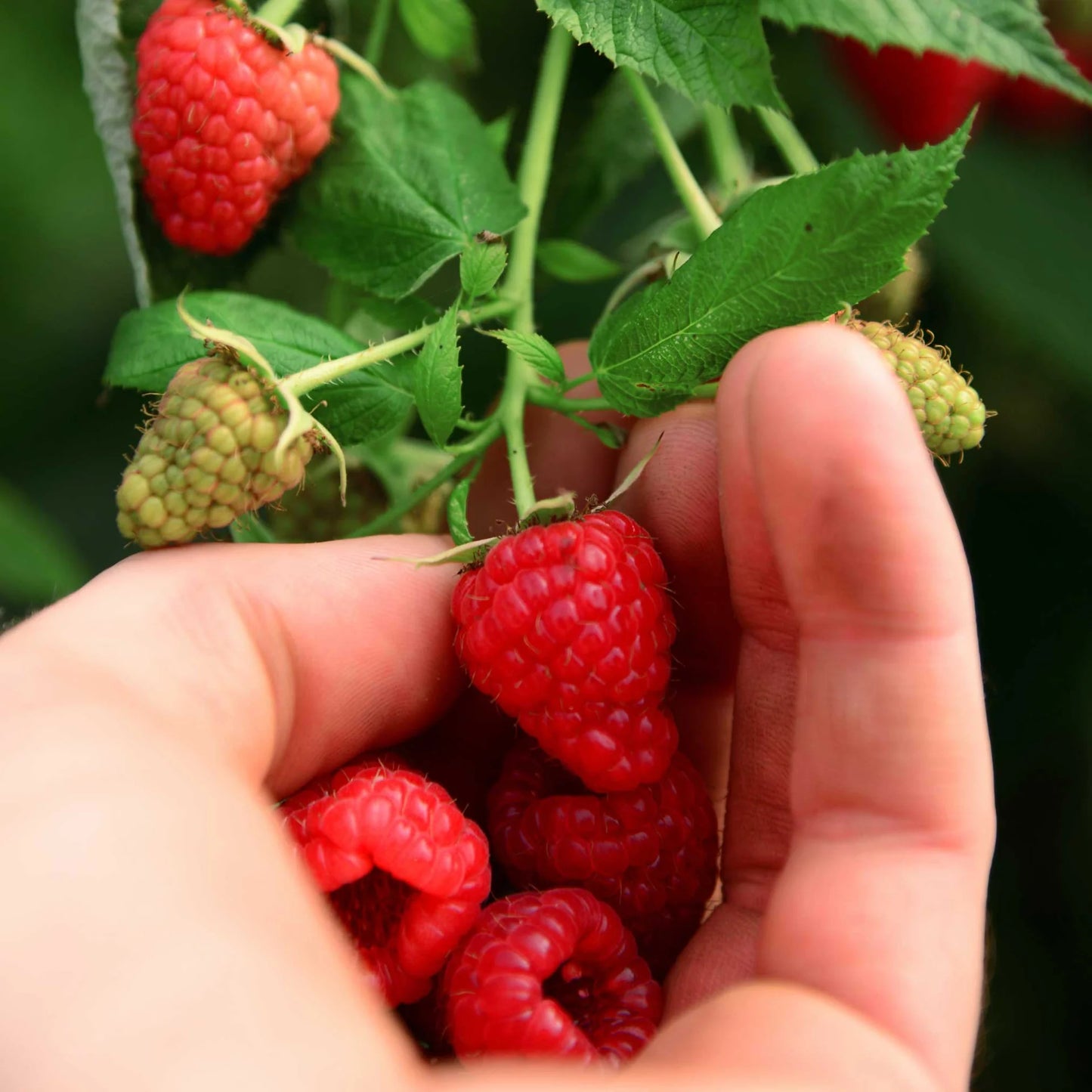 HERITAGE RASPBERRY 1gal