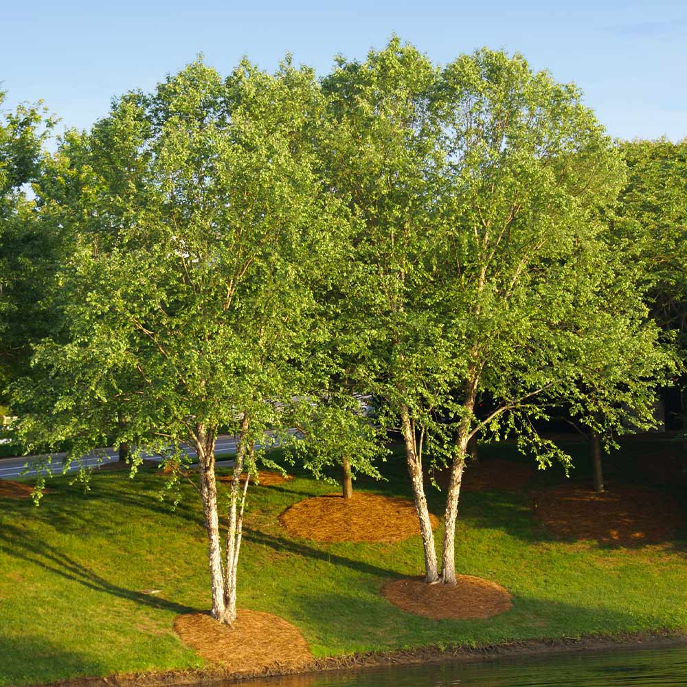 HERITAGE BIRCH TREE 5gal