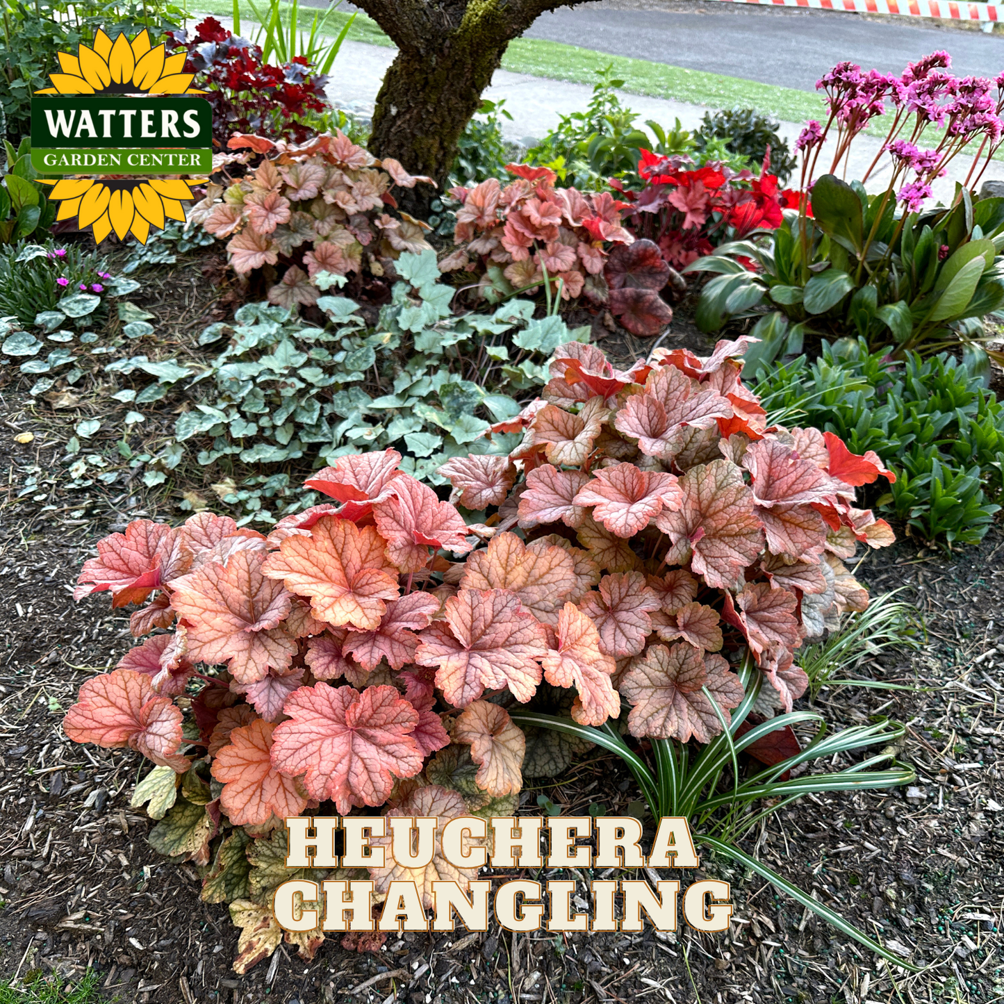 Colorful heuchera plants in a garden bed with Watters Garden Center branding.
