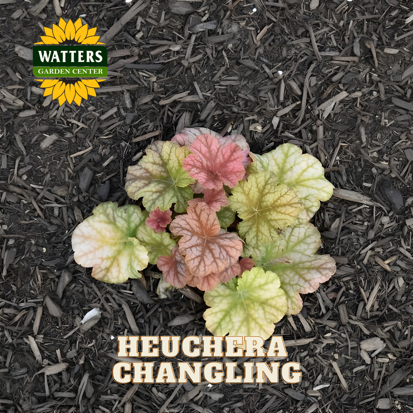 Heuchera Changling plants on dark mulch with Watters Garden Center logo.