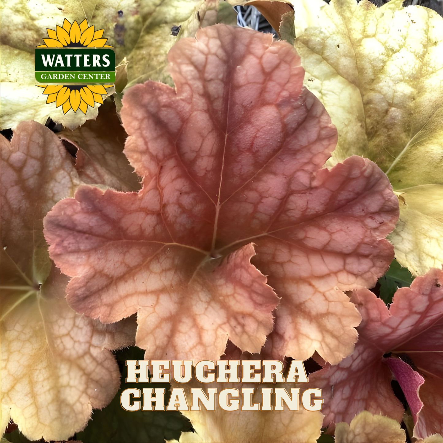 Close-up of a heuchera plant with 'Watters Garden Center' logo.