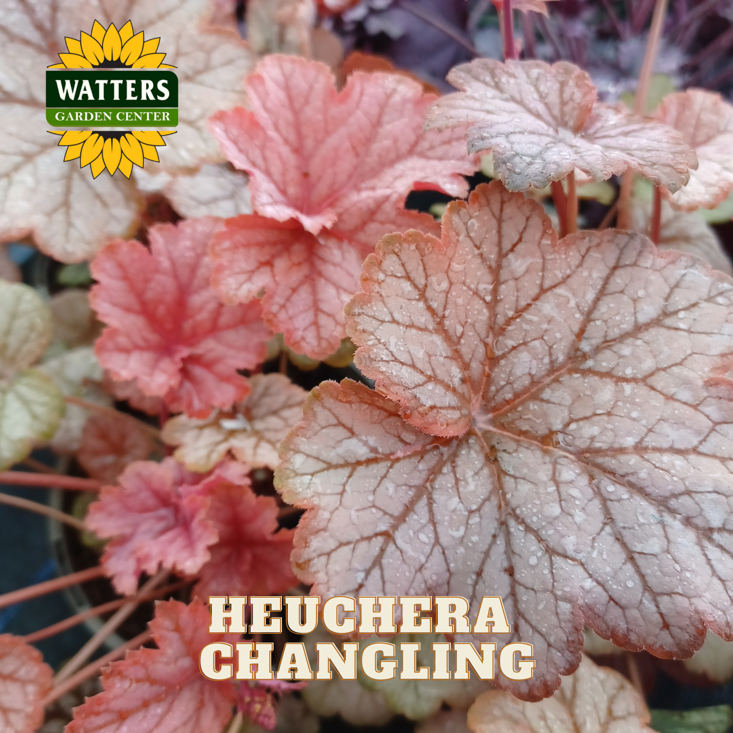 Close-up of Heuchera Changling plants with Watters Garden Center logo.