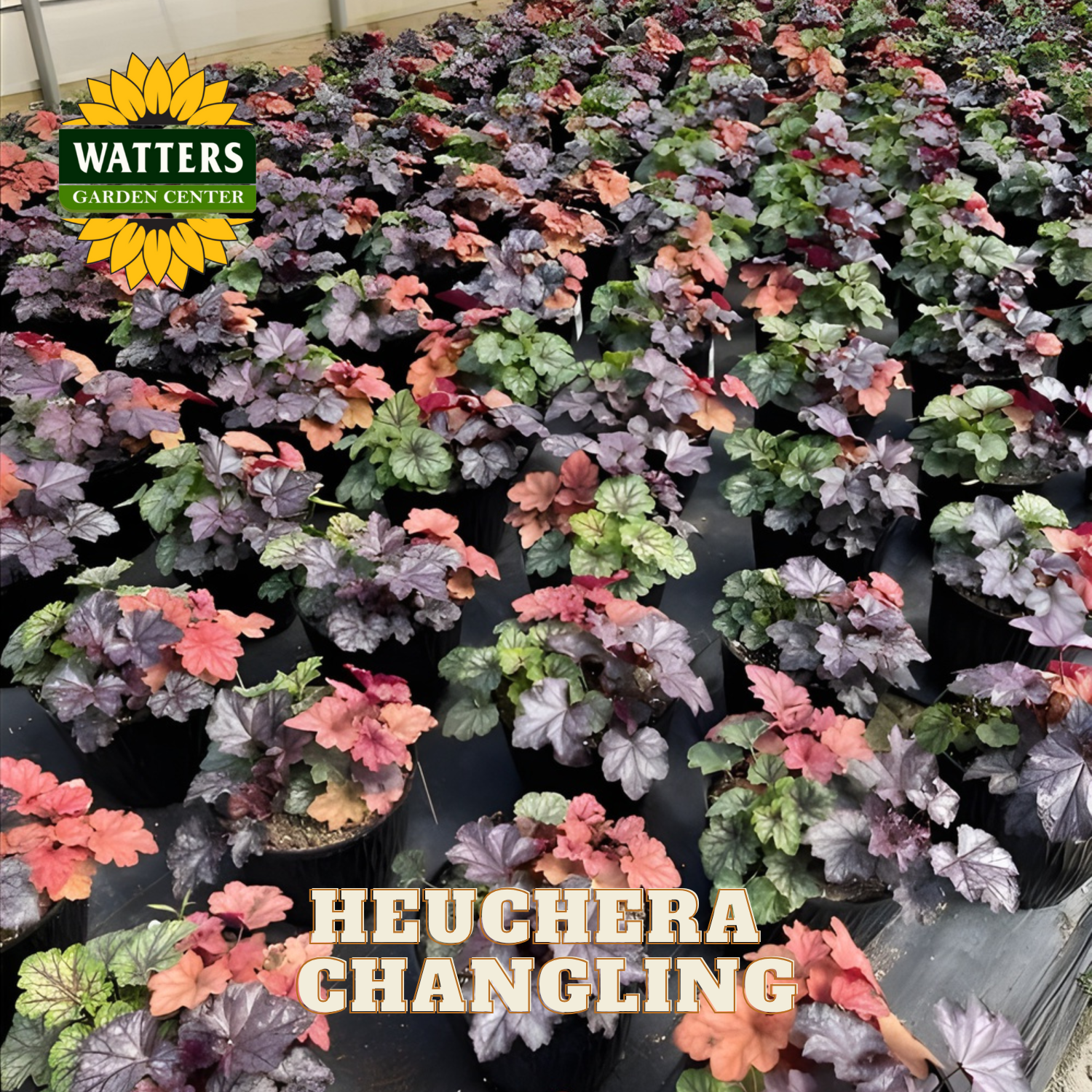 Display of Heuchera Changling plants with Watters Garden Center logo.