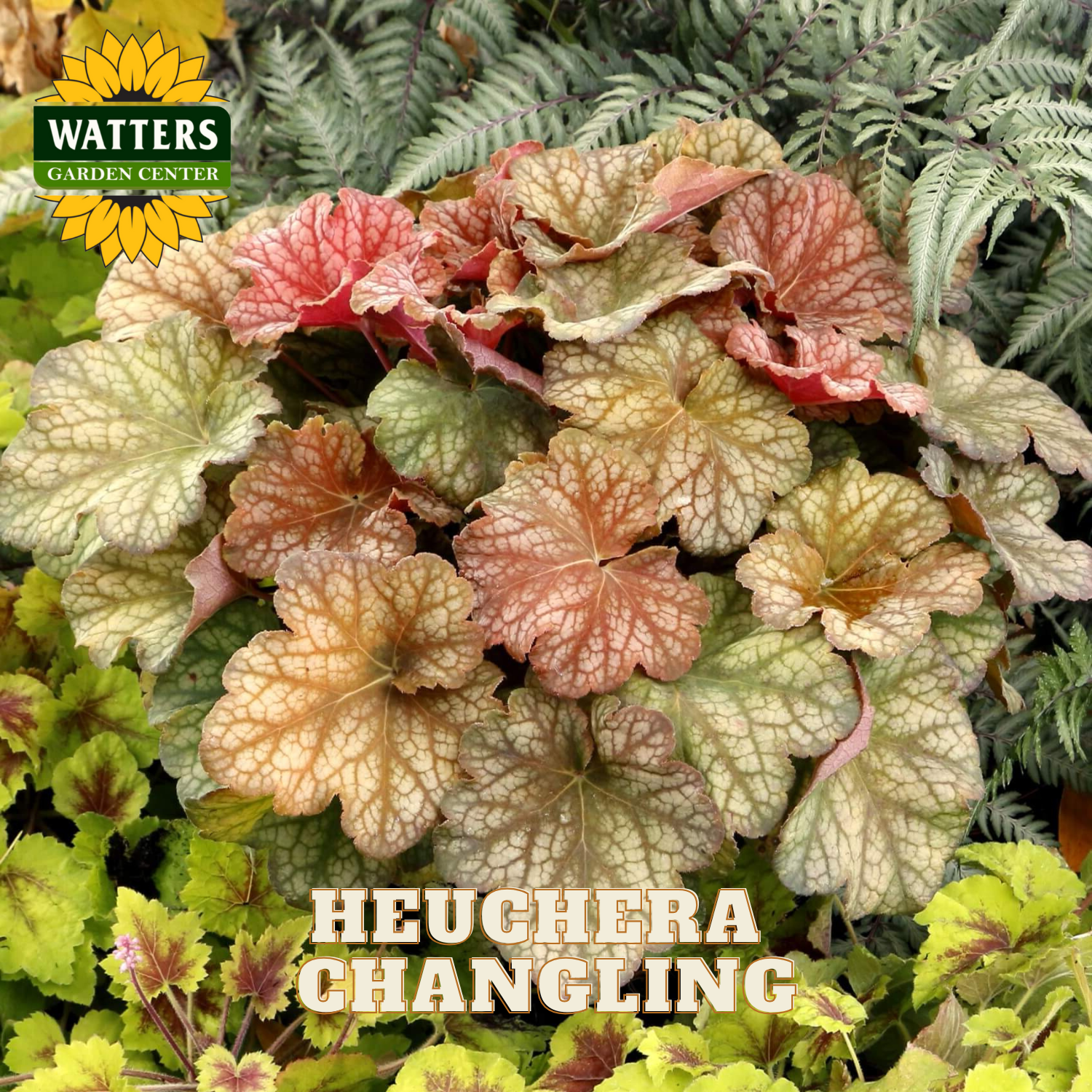 Colorful heuchera plant with Watters Garden Center logo in the corner