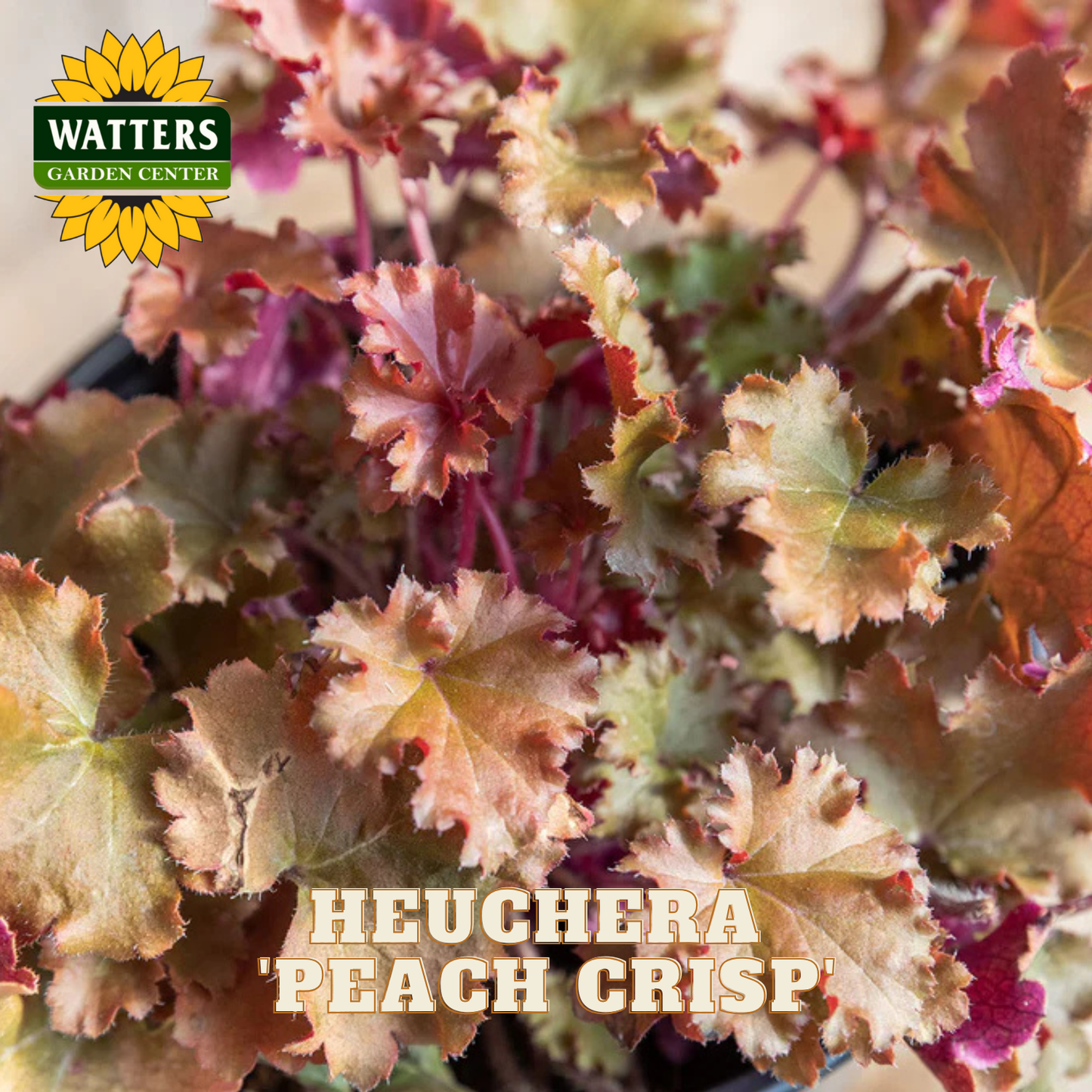 Heuchera 'Peach Crisp' plant with Watters Garden Center logo
